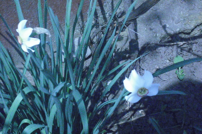 floricelele mele - plante si animale din curtea mea