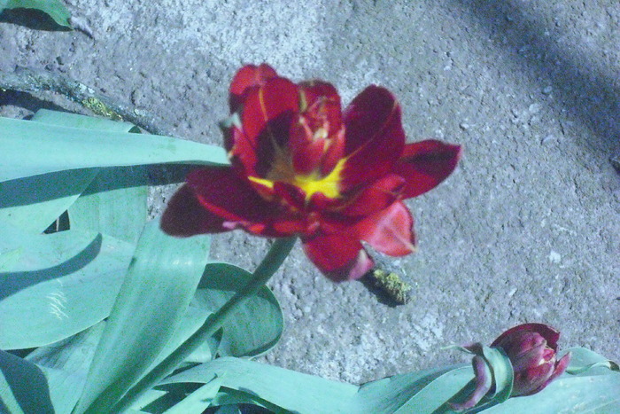 asta tot lalea dar mai draguta