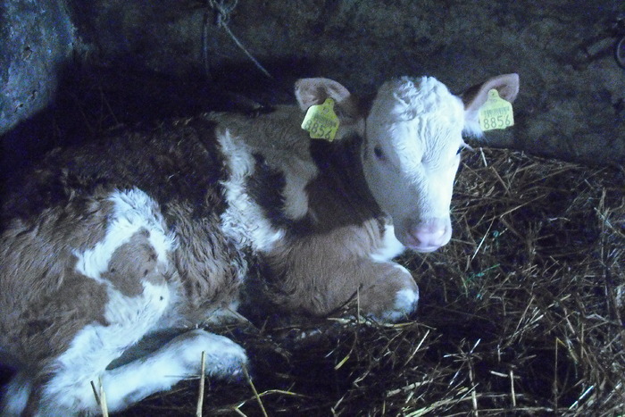 vitelusa mea...o cheama "Capsunica" - plante si animale din curtea mea