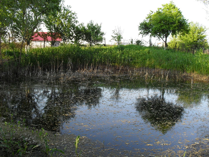 SDC10459 - GRADINA MEA DE VIS 01_05_2010