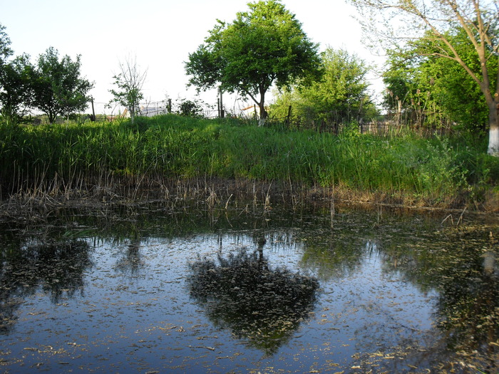 SDC10460 - GRADINA MEA DE VIS 01_05_2010