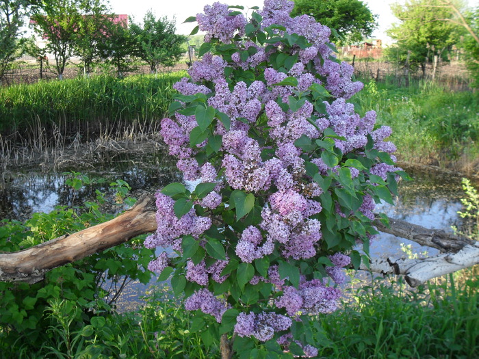 SDC10464 - GRADINA MEA DE VIS 01_05_2010