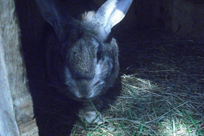 tui gri:)))) - plante si animale din curtea mea