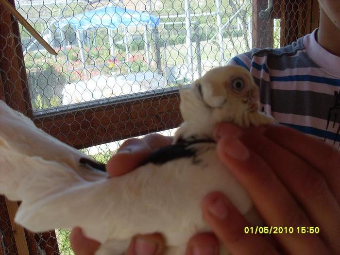 SL371845 - Porumbei Jucatori de Constanta