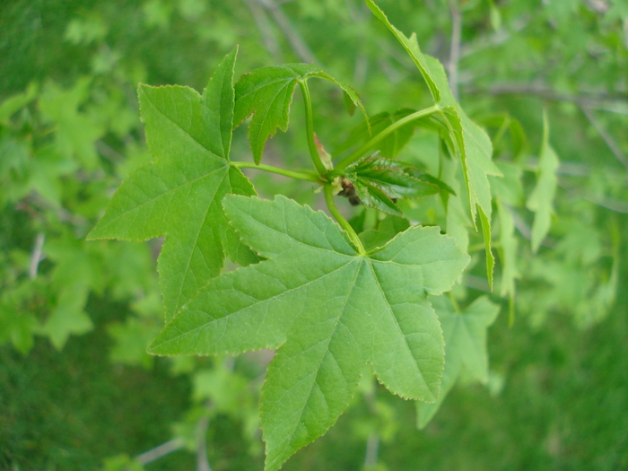 Liquidambar styraciflua (2010, April 24) - Liquidambar styraciflua