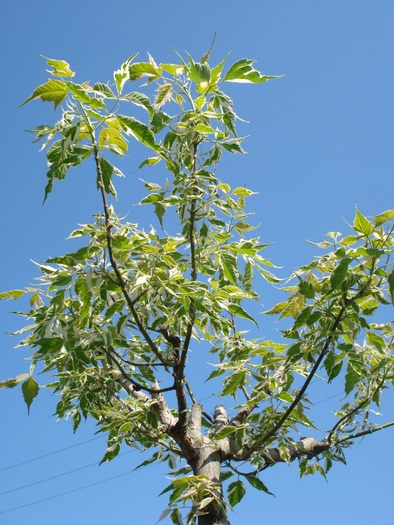 Acer negundo Flamingo (2010, May 02) - Acer negundo Flamingo