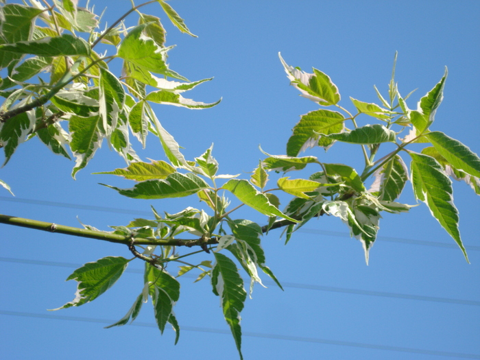 Acer negundo Flamingo (2010, May 02)