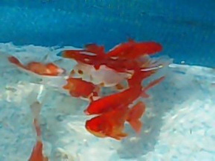 goldfish - C reproducatori 2010