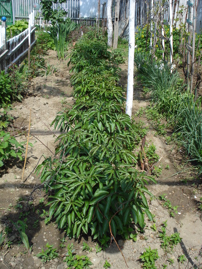 BUJORII - LA MAMA- 2010