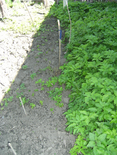 1 mai 2010 037 - vegetatia 2010