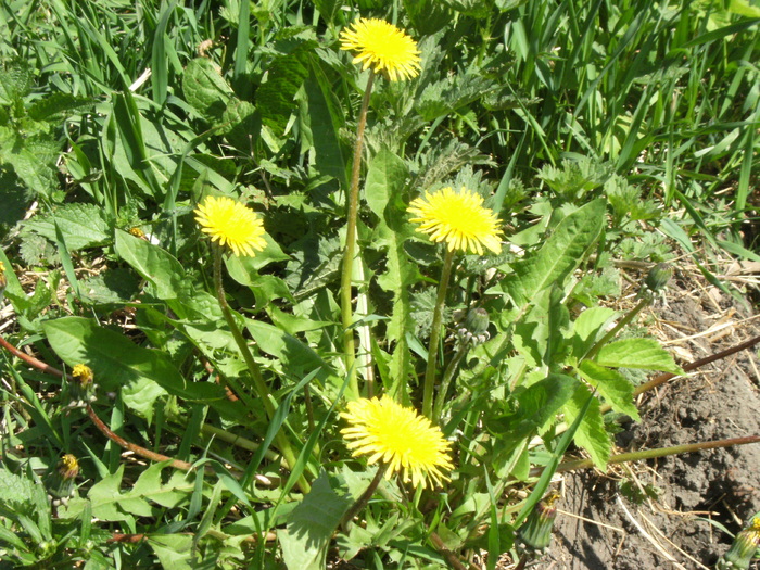 1 mai 2010 038 - vegetatia 2010