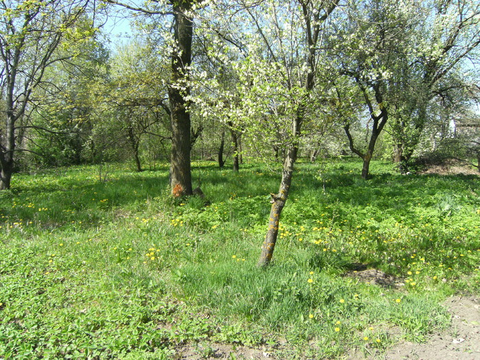 1 mai 2010 040 - vegetatia 2010