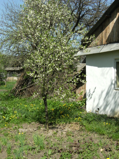 1 mai 2010 041 - vegetatia 2010