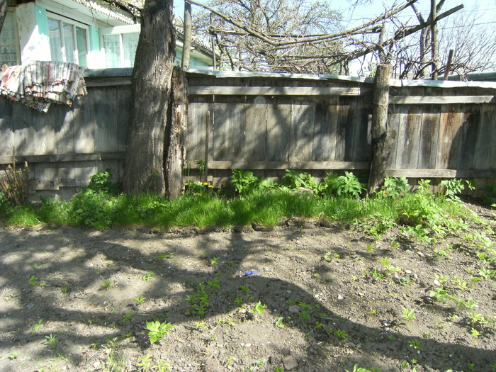 1 mai 2010 042 - vegetatia 2010