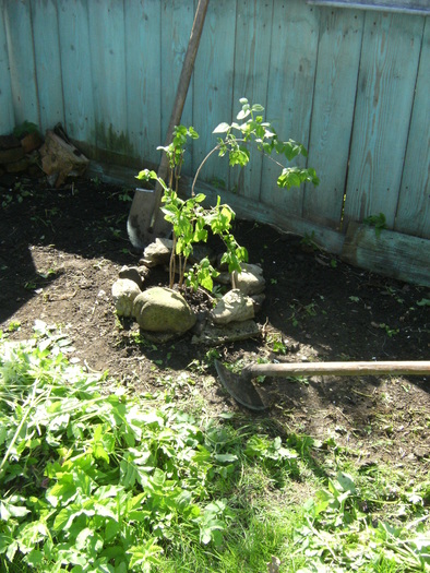 1 mai 2010 043 - vegetatia 2010