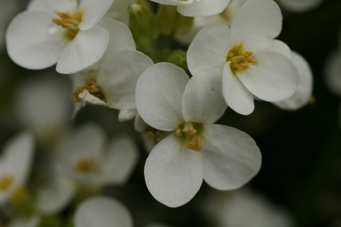 23-25 aprilie Saxifraga Rosacea Subsb. Sponbemica