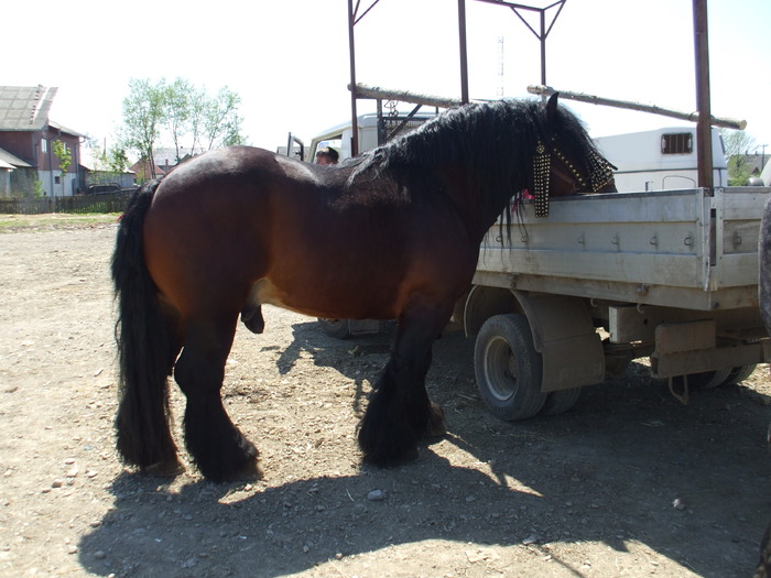 Cai la expozitia anuala Radauti-1Mai - viohorses