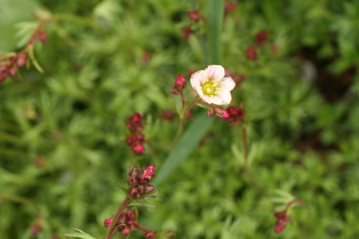 23-25 aprilie Saxifraga Rosacea Subsb. Sponbemica