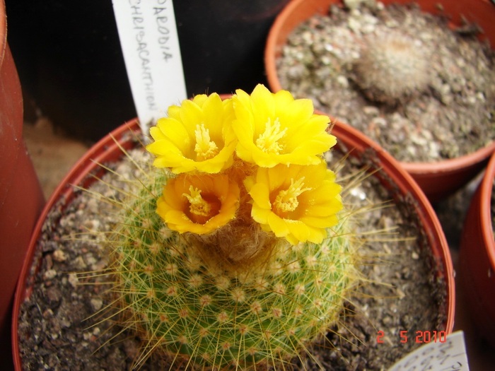 DSC07906 - Cactusi Mai