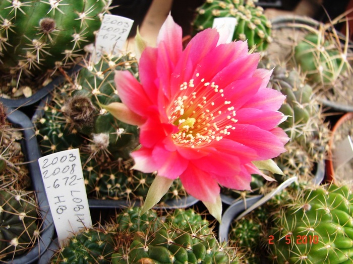 DSC07909 - Cactusi Mai