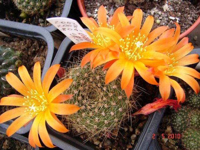 DSC07914 - Cactusi Mai