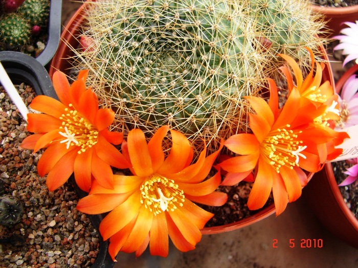 DSC07915 - Cactusi Mai
