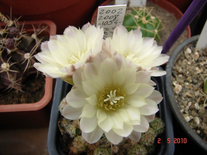 DSC07917 - Cactusi Mai