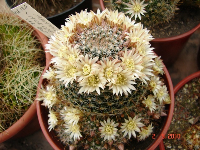 DSC07919 - Cactusi Mai