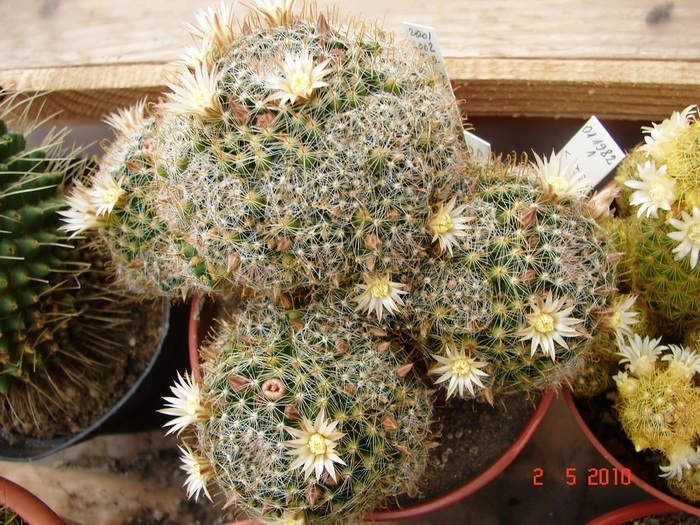 DSC07920 - Cactusi Mai