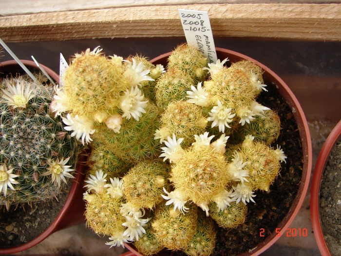 DSC07921 - Cactusi Mai