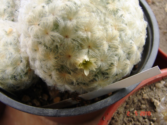 DSC07922 - Cactusi Mai