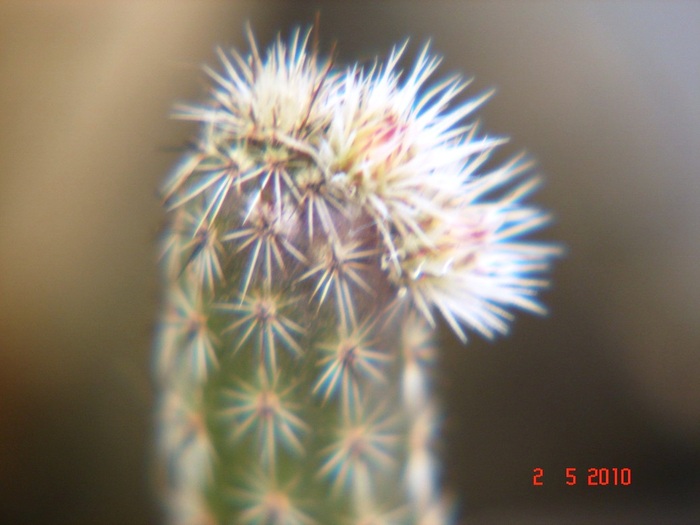 DSC07953 - Cactusi Mai