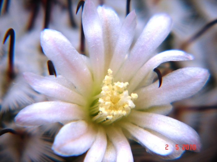 DSC07964