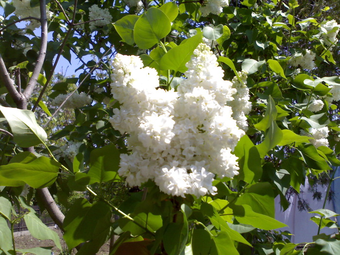 liliac inflorit - gradina mea 2010