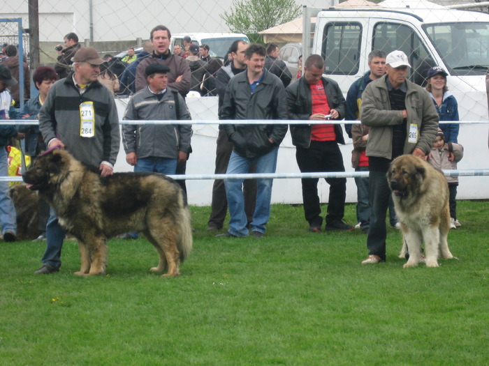 IMG_0120 - expozitia canina brasov