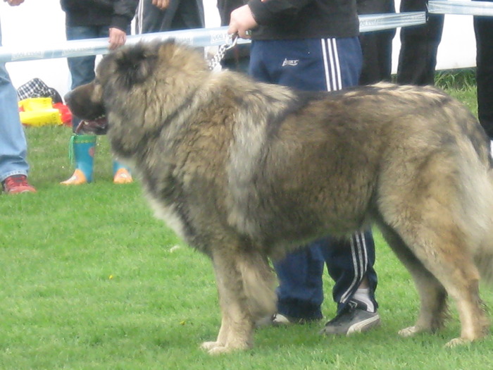 IMG_0121 - expozitia canina brasov