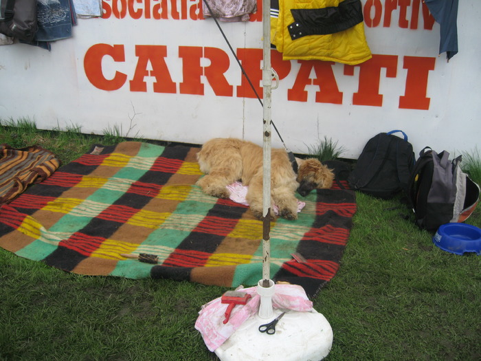 IMG_0125 - expozitia canina brasov