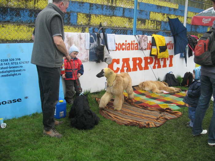 IMG_0126 - expozitia canina brasov