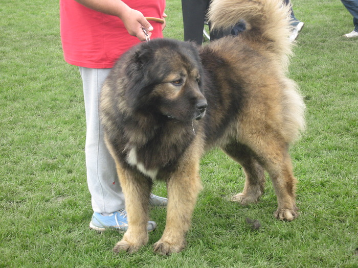 IMG_0130 - expozitia canina brasov