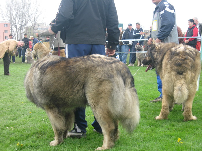 IMG_0133 - expozitia canina brasov