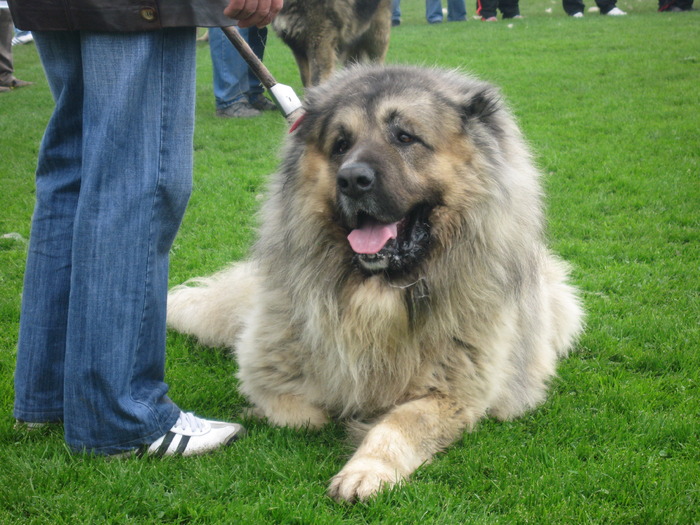 IMG_0135 - expozitia canina brasov