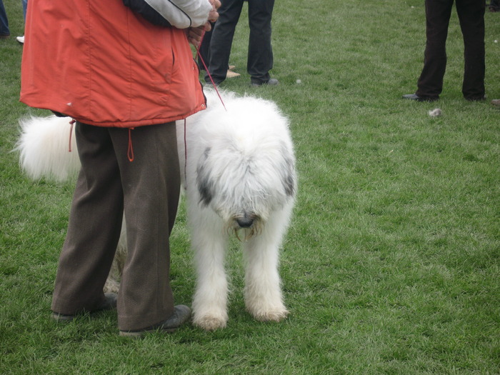 IMG_0168 - expozitia canina brasov