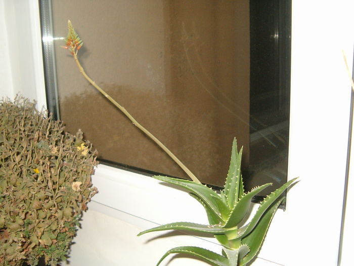 Aloe arborescens cu inflorescenta 2.05.2010 - Suculente