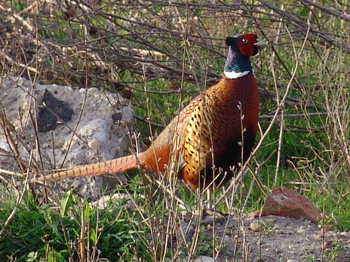 DSC02408
