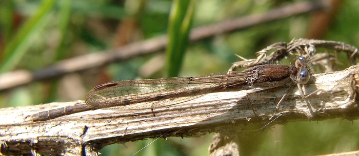 Libelula (femela) - Animalutele mele