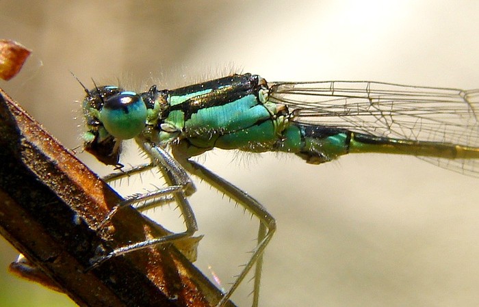 Libelula (detaliu) - Animalutele mele