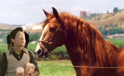 Portuguese-horse-500-1 - Pt Vizitatorii Paginii mele