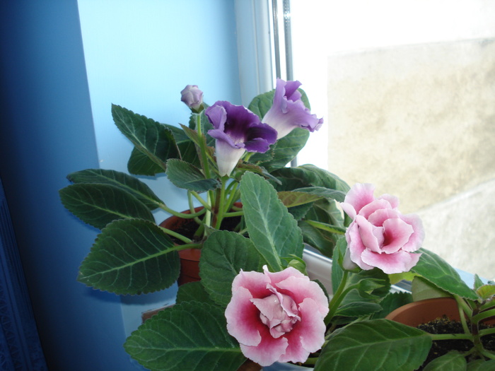 30.04.2010 - flori - gloxenii inflorite 2010