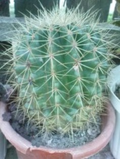 echinocactus grusoni - un colt de rai