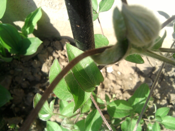 clematis